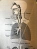 画像14: 1940'S 60'S 70'S　4冊set　tobacco road　a sound body　Anatomica　解剖図　アナトミカル　洋書　古本　ディスプレイに　アンティーク　ビンテージ