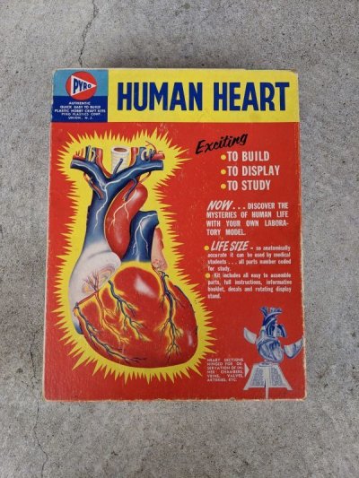 画像1: 1950'S　Pyro　HUMAN HEART Model Kit　Life Size Medical Toy　心臓　プラモデル　箱付き　ブックレット付き　Anatomica　解剖図　アナトミカル　モダンアート　デザイン　アンティーク　ビンテージ