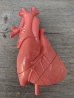 画像3: 1950'S　Pyro　HUMAN HEART Model Kit　Life Size Medical Toy　心臓　プラモデル　箱付き　ブックレット付き　Anatomica　解剖図　アナトミカル　モダンアート　デザイン　アンティーク　ビンテージ