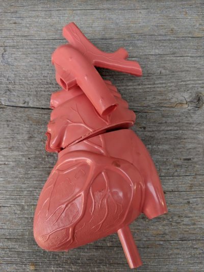 画像2: 1950'S　Pyro　HUMAN HEART Model Kit　Life Size Medical Toy　心臓　プラモデル　箱付き　ブックレット付き　Anatomica　解剖図　アナトミカル　モダンアート　デザイン　アンティーク　ビンテージ