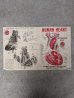画像6: 1950'S　Pyro　HUMAN HEART Model Kit　Life Size Medical Toy　心臓　プラモデル　箱付き　ブックレット付き　Anatomica　解剖図　アナトミカル　モダンアート　デザイン　アンティーク　ビンテージ