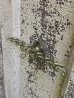 画像3: 1910'S 20'S　レア...　アーリーセンチュリー　ビクトリアン　SAN-O-LA　歯ブラシホルダー　トゥースブラシホルダー　ブラス　ニッケルメッキ　アンティーク　ビンテージ