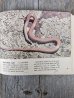 画像8: 1970's　2冊set　SNAKES of MISSOURI　Snakes　洋書　古本　イラストレーター　デザインのサンプリングに　ディスプレイに　アンティーク　ビンテージ